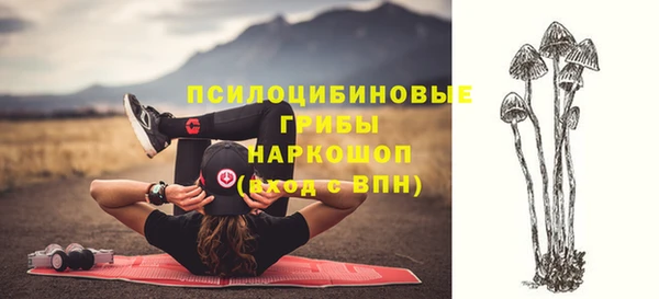 прущие грибы Аркадак