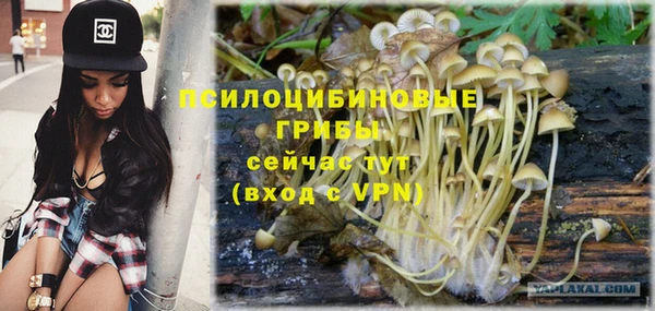 прущие грибы Аркадак