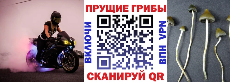 Псилоцибиновые грибы Psilocybine cubensis купить сайты Нарткала